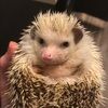 hedgehogresqr hedgehogresqr